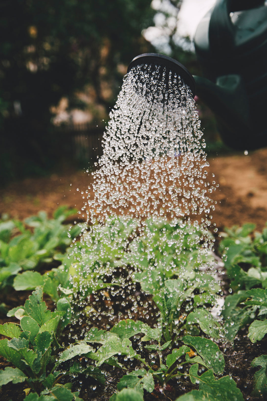 Image of a watering can watering plants in a garden. Photo source: Markus Spiske, Unsplash