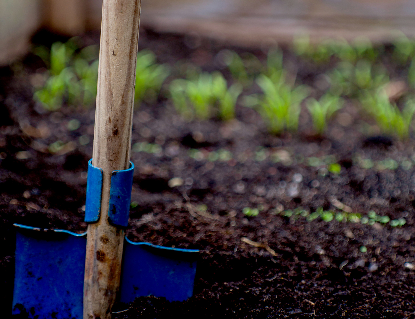 Image: close up of blue spade in garden bed. Photo source: Markus Spiske, Unsplash