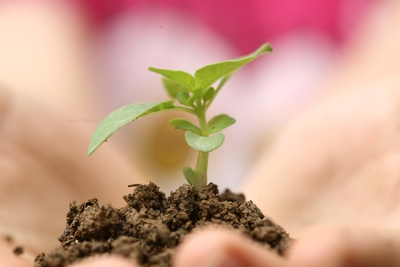 Close up of hands holding a seedling in dirt.