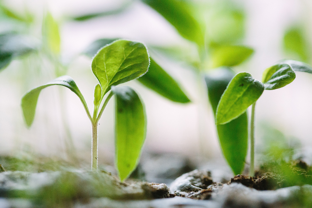 Image of seedlings in pots. Photo Source: Francesco Gallarotti, Unsplash