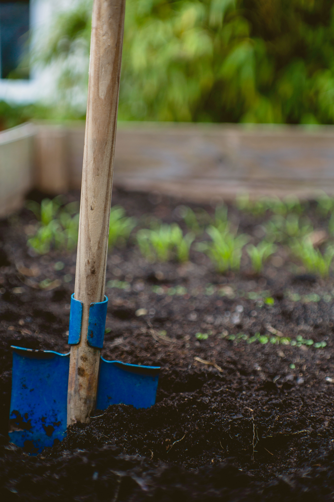 Blue spade in garden bed. Photo source: Markus Spiske, Unsplash