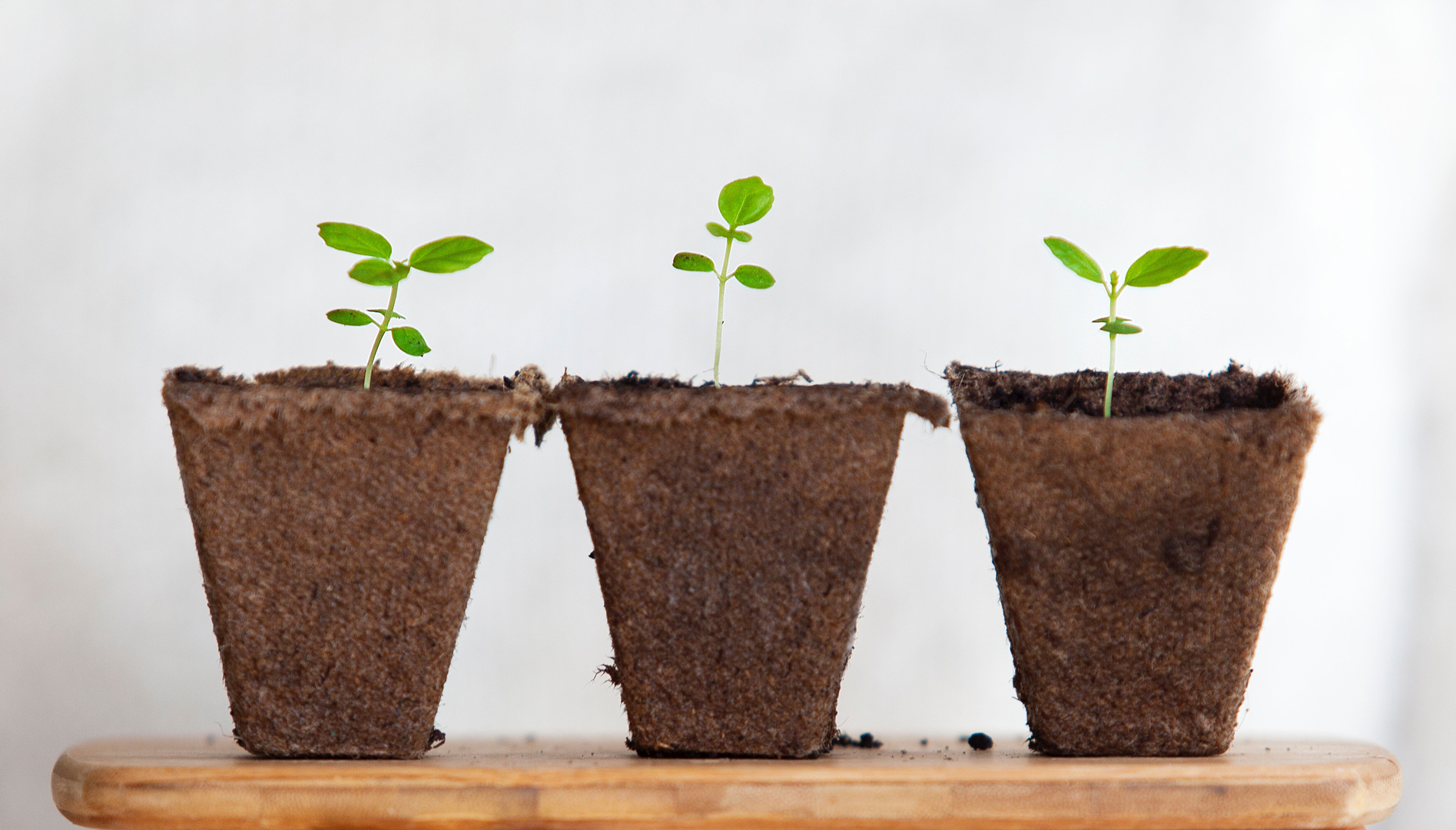 Image of three seedlings on wooden board. Photo source: Daniel Hjalmarsson, Unsplash