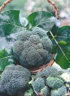 Image of broccoli florets in a basket.