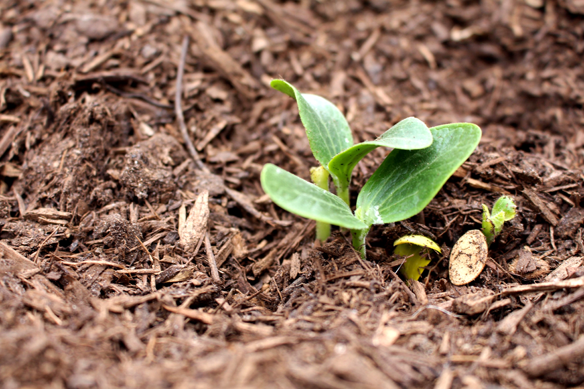 How to apply mulch to a vegetable garden - Image of small seedlings sprouted in soil and mulch