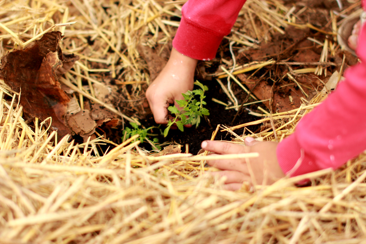 How to apply mulch to a vegetable garden - Image of a child's hands planting a small tomato plant in the soil under a thick layer of straw mulch