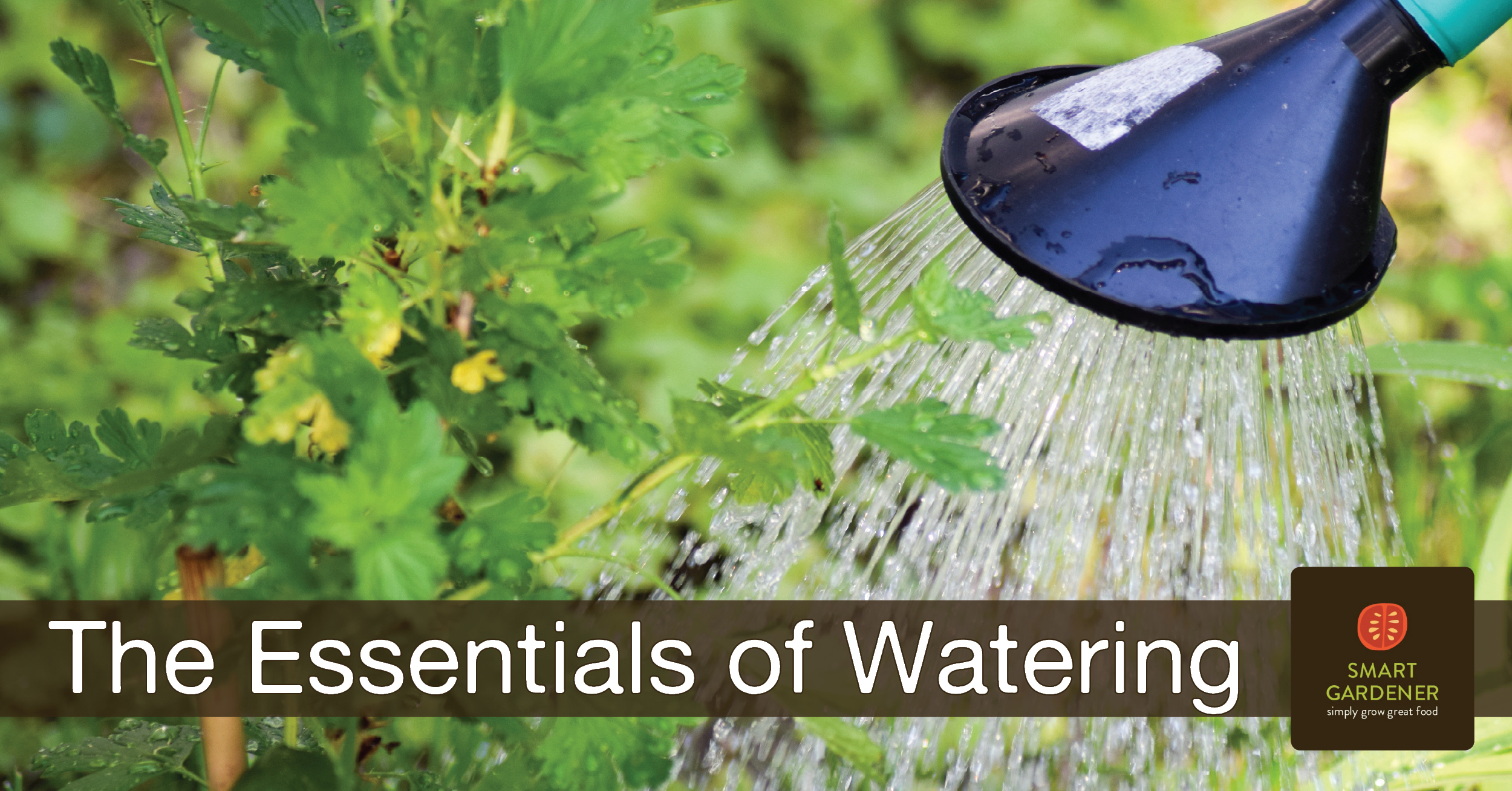 Image: a water can watering a green plant, with text "The Essentials of Watering" and the Smart Gardener logo across the bottom