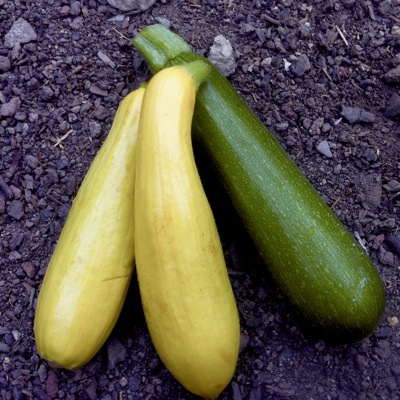 Top Ten Plants for a Beginner Garden: Summer Squash