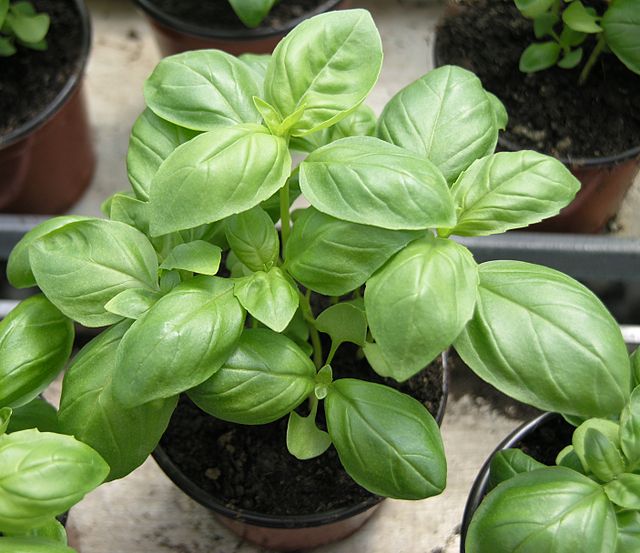 Top Ten Plants for a Beginner Garden: Basil