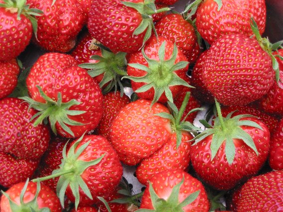 Top Ten Plants for a Beginner Garden: Strawberries