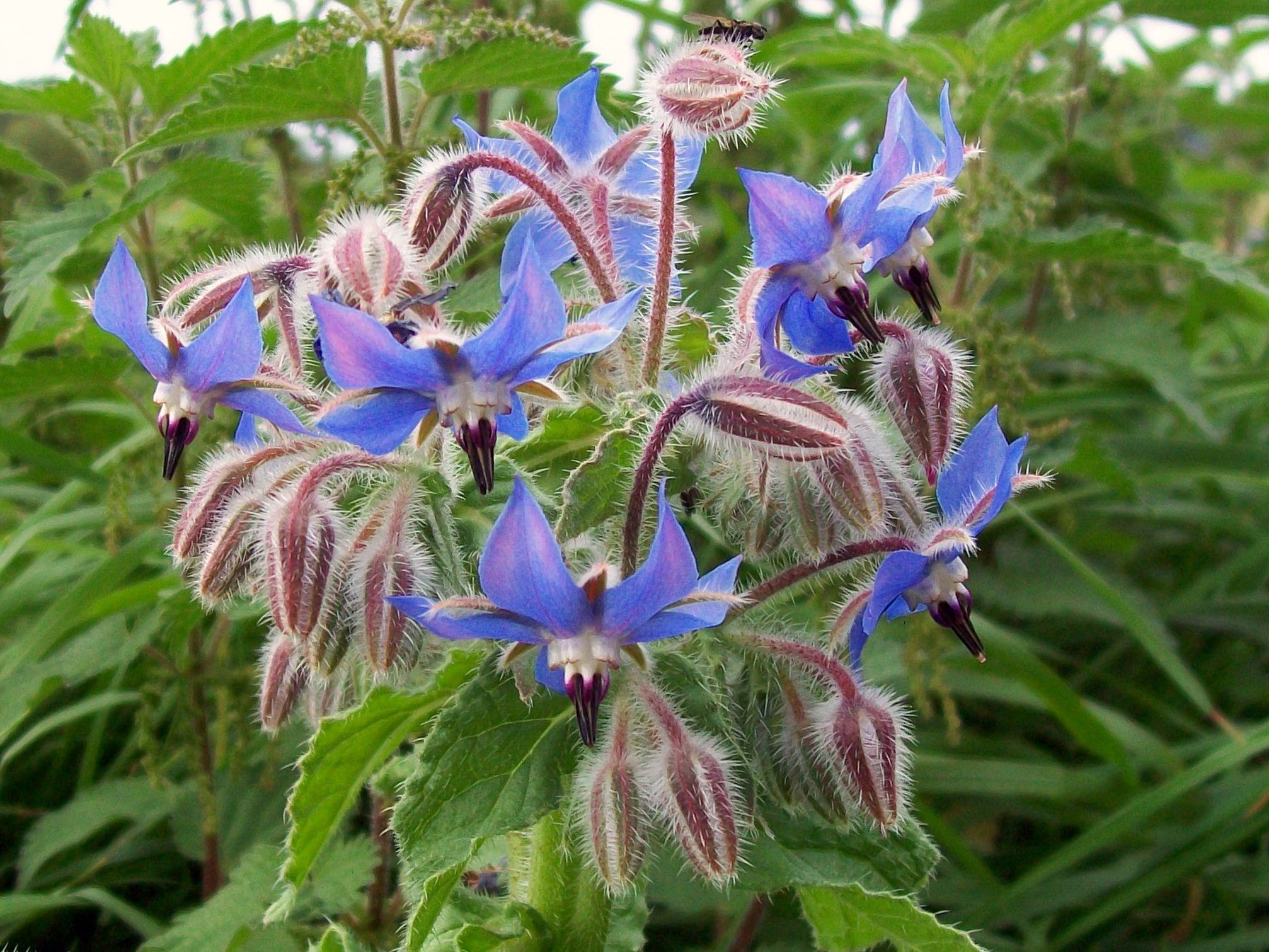 Top Ten Plants for a Beginner Garden: Borage