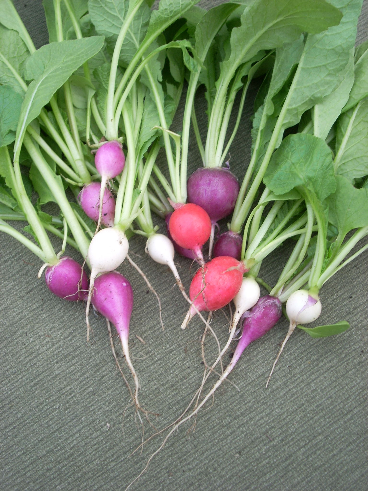 Top Ten Plants for a Beginner Garden: Radish