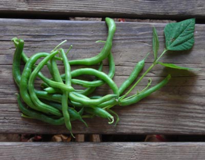 Top Ten Plants for a Beginner Garden: Green Beans