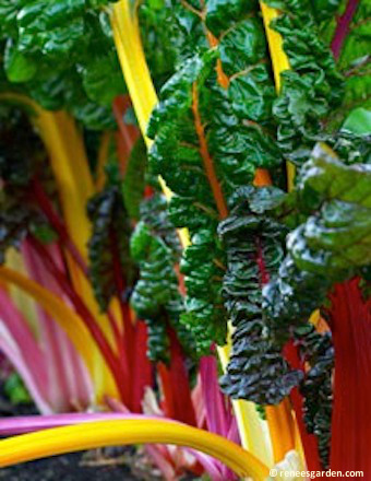 Top Ten Plants for a Beginner Garden: Swiss Chard