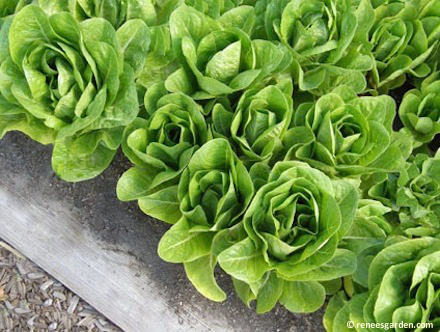 Top Ten Plants for a Beginner Garden: Lettuce