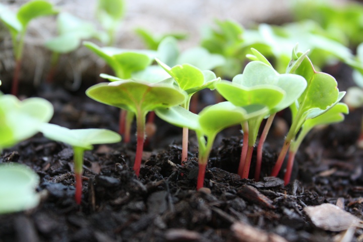 sprouts in garden