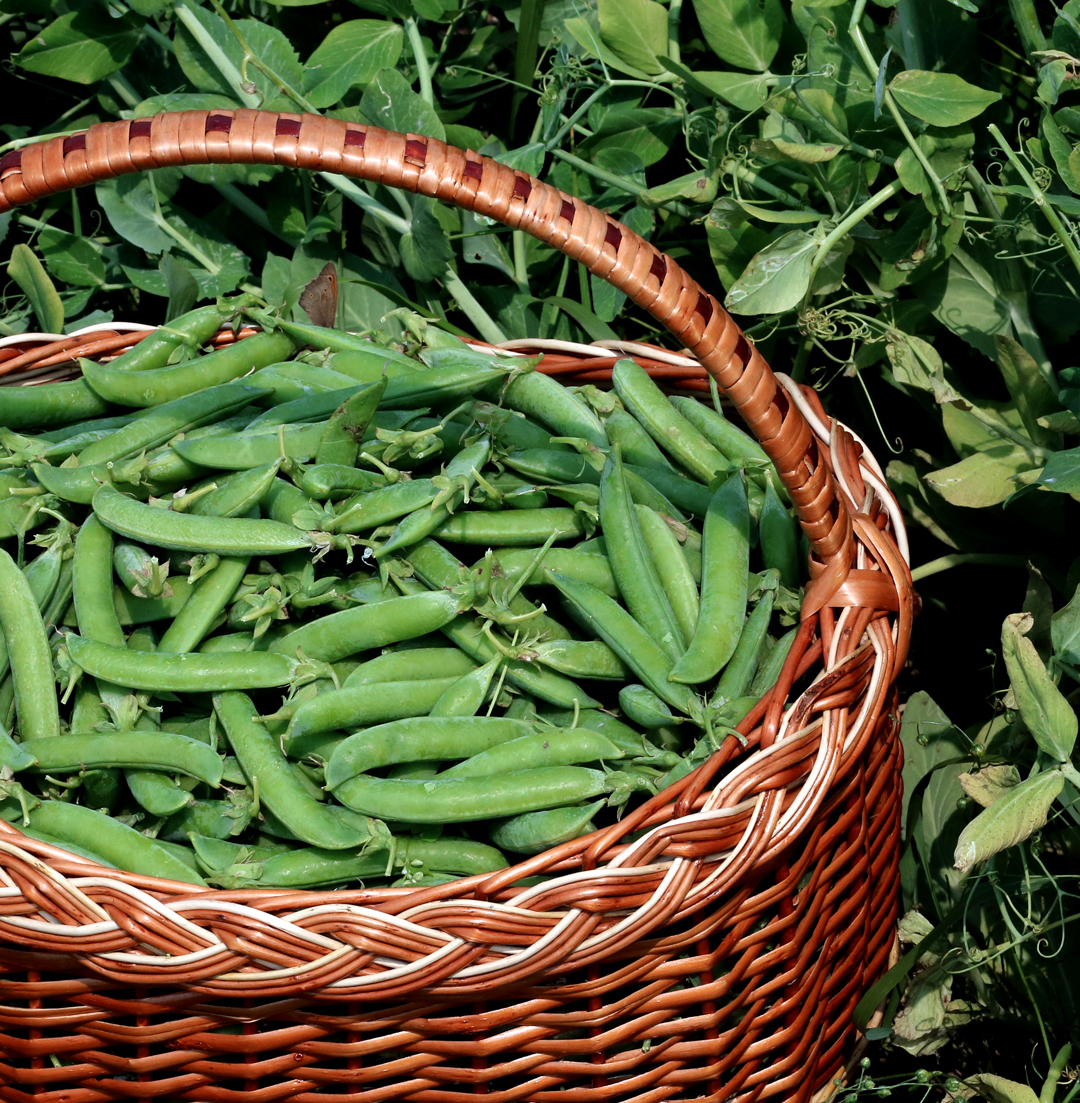 Image of peas in a basket