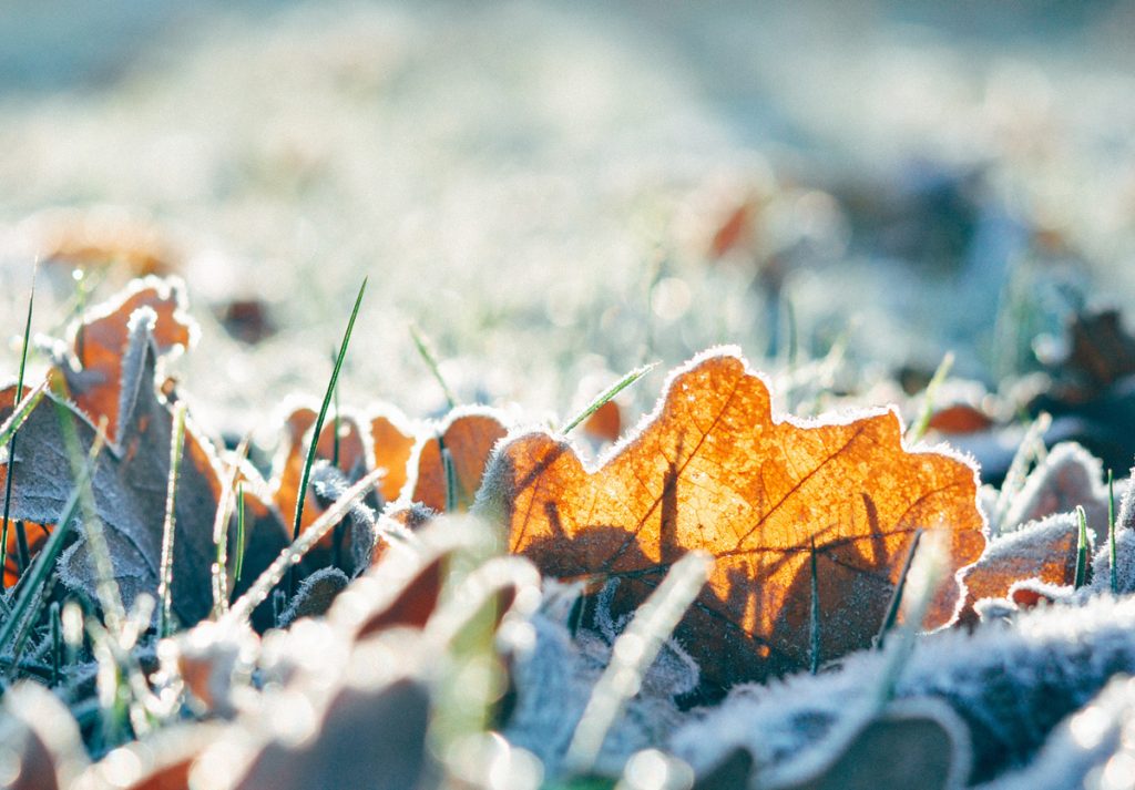 Image: frost of leaves and grass; Source: Chandana Ban, Unsplash