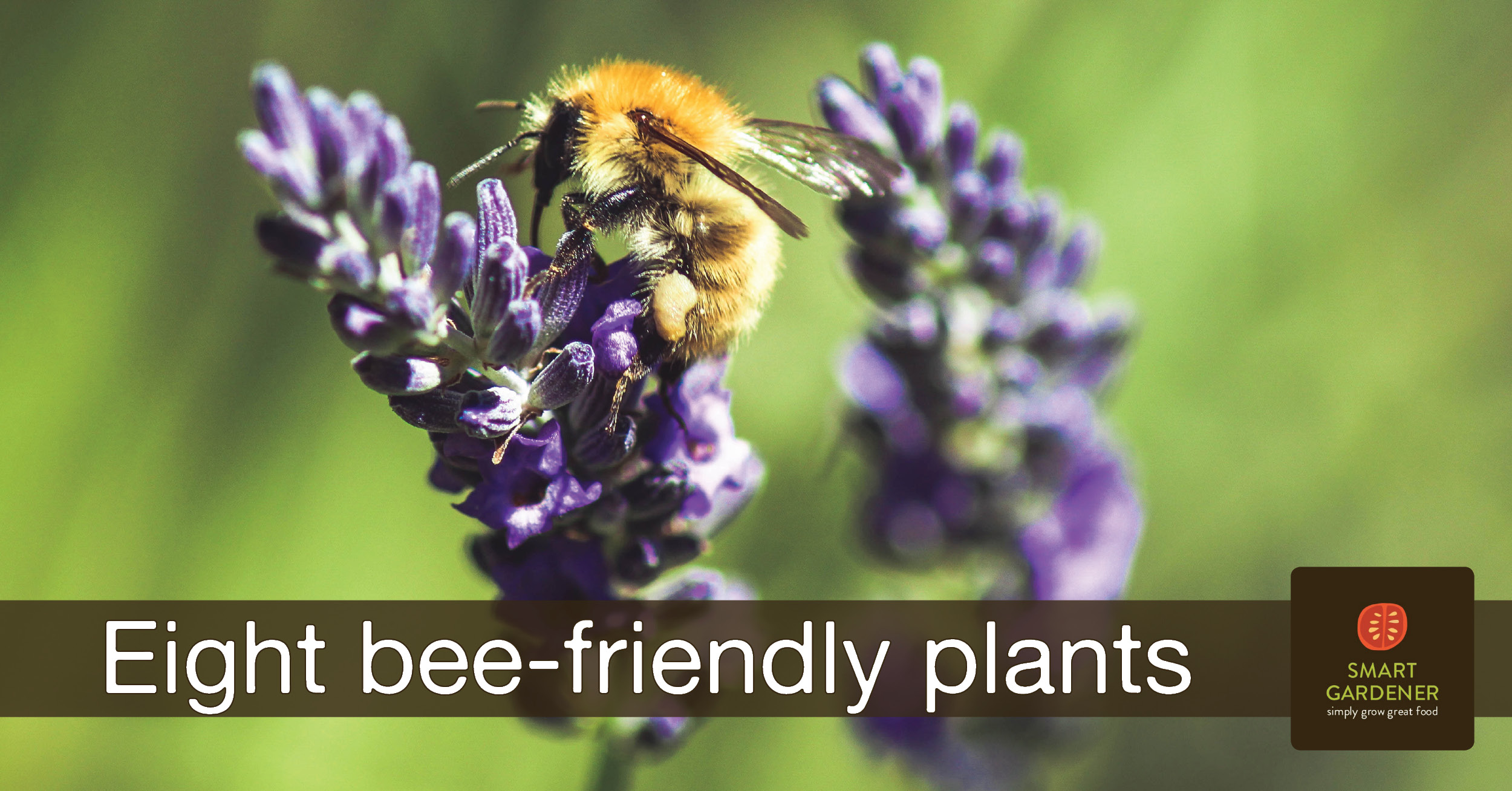 Eight Bee Friendly Plants For Your Garden Smartgardener Blog