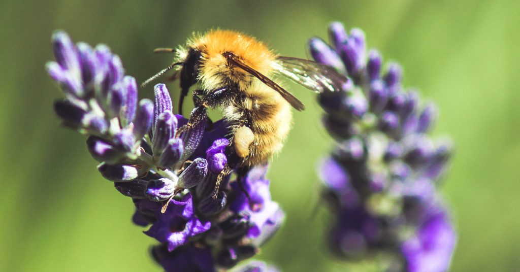 Eight bee-friendly plants for your garden - SmartGardener Blog