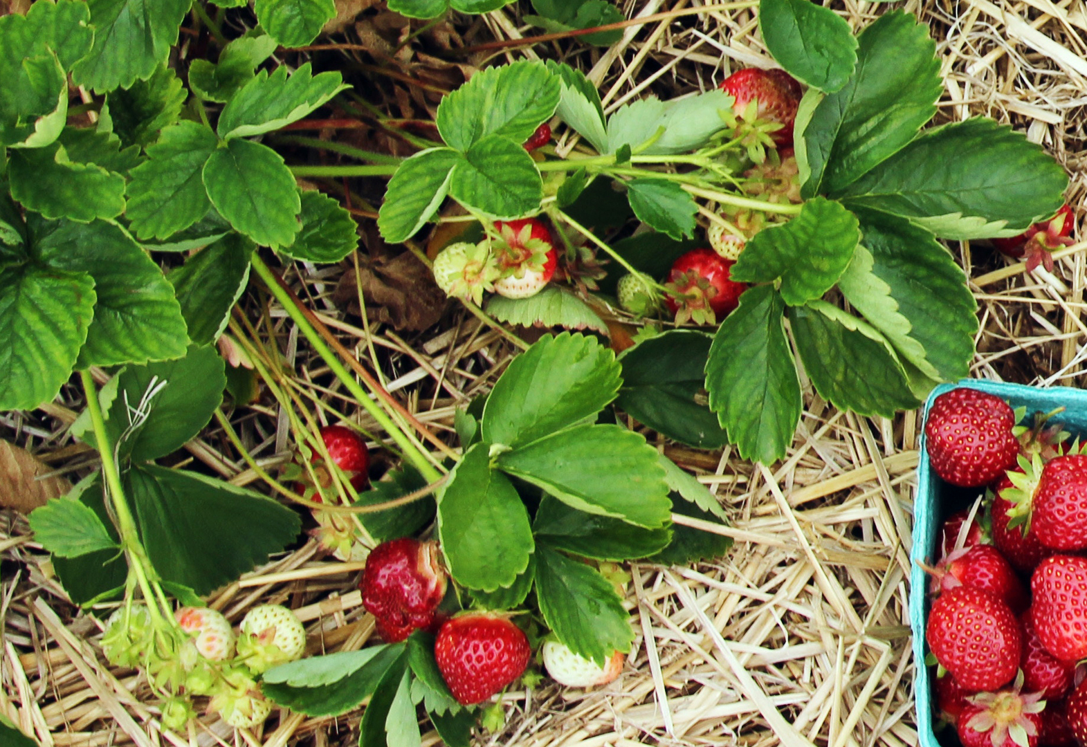 https://blog.smartgardener.com/wp-content/uploads/2019/05/Strawberries-on-straw_cropped_adj_wide_1080h.jpg