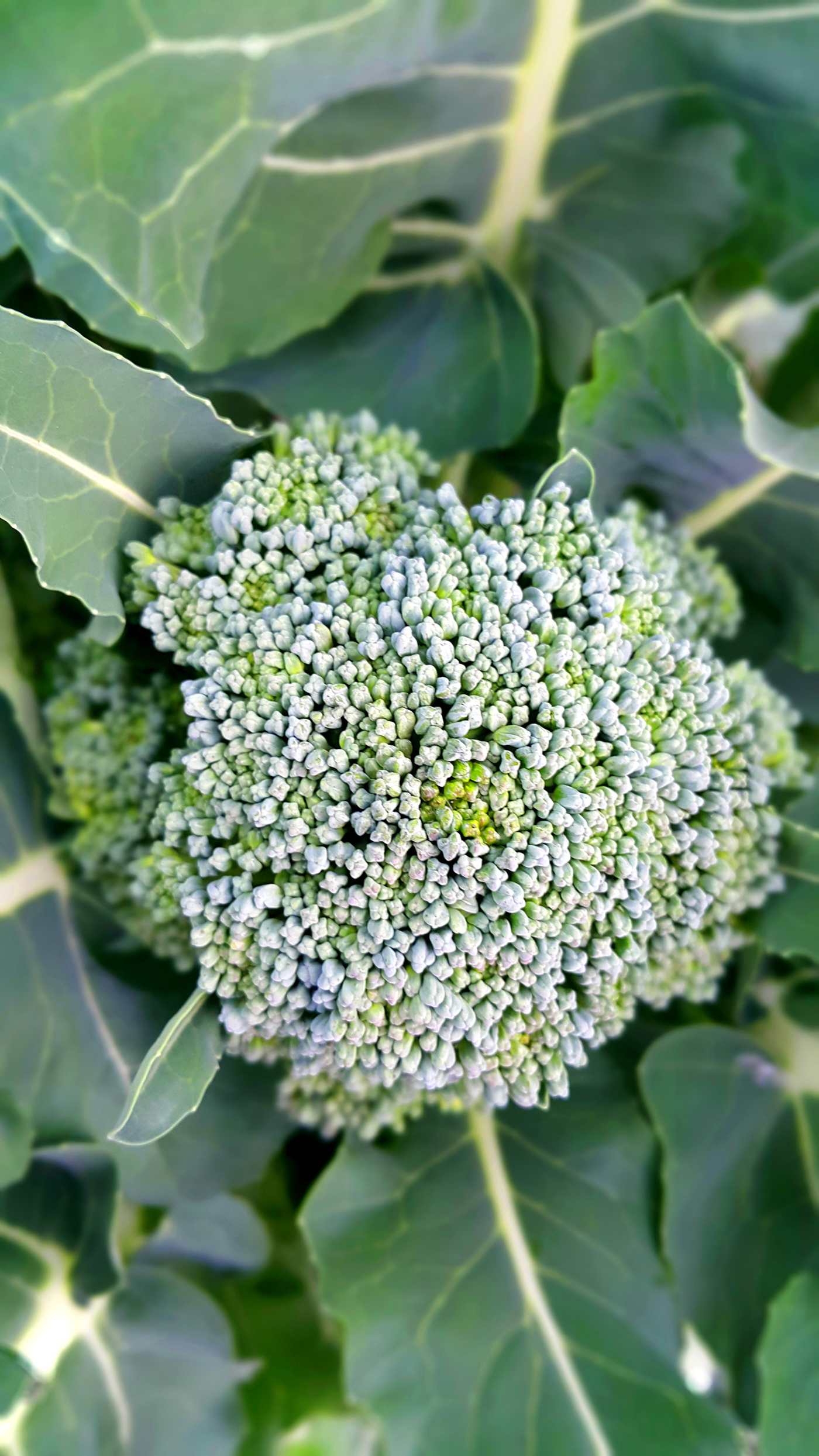 Planning a Winter Garden image close up of a broccoli head and green leaves