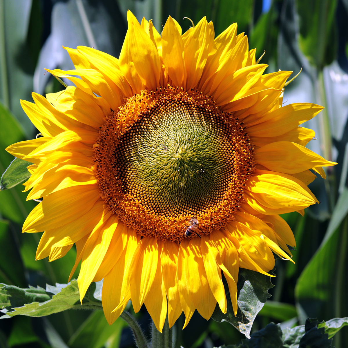 A close up image of a yellow sunflower with a small insect on the center, with green leaves behind it