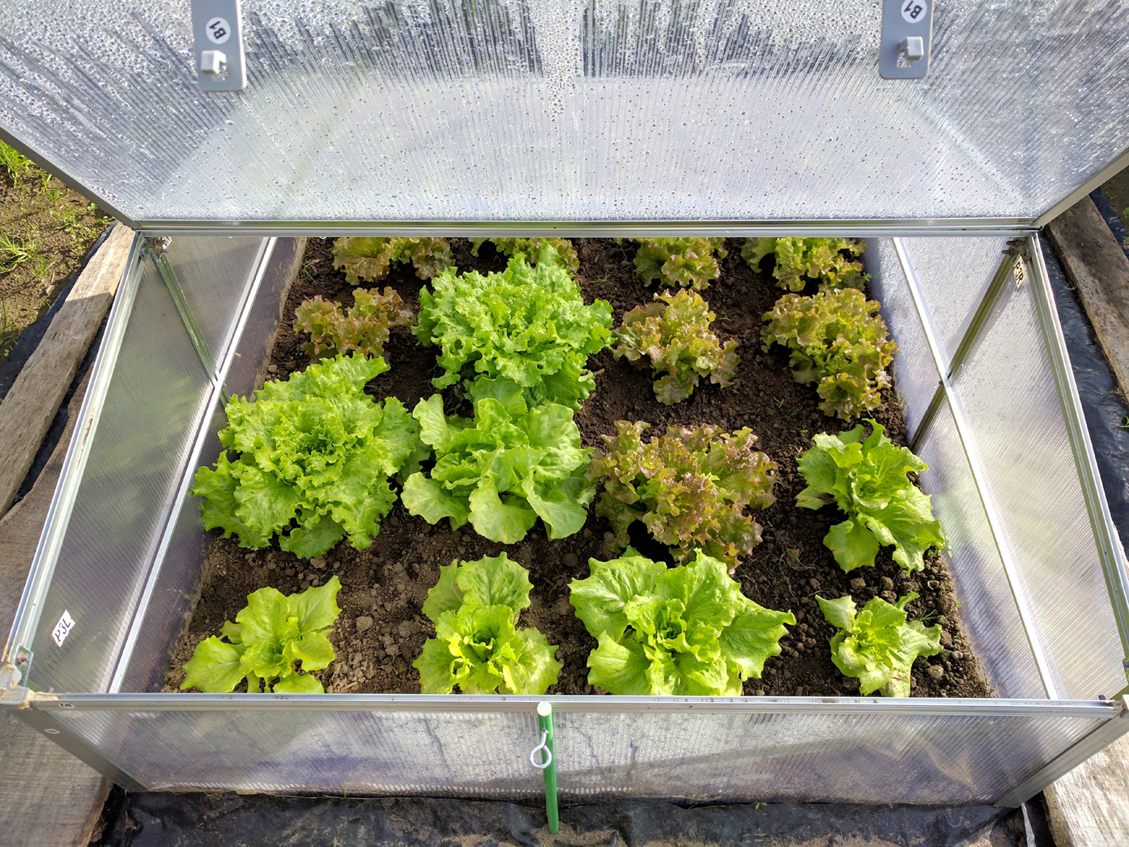 Extending Your Summer Garden image lettuces in a cold frame