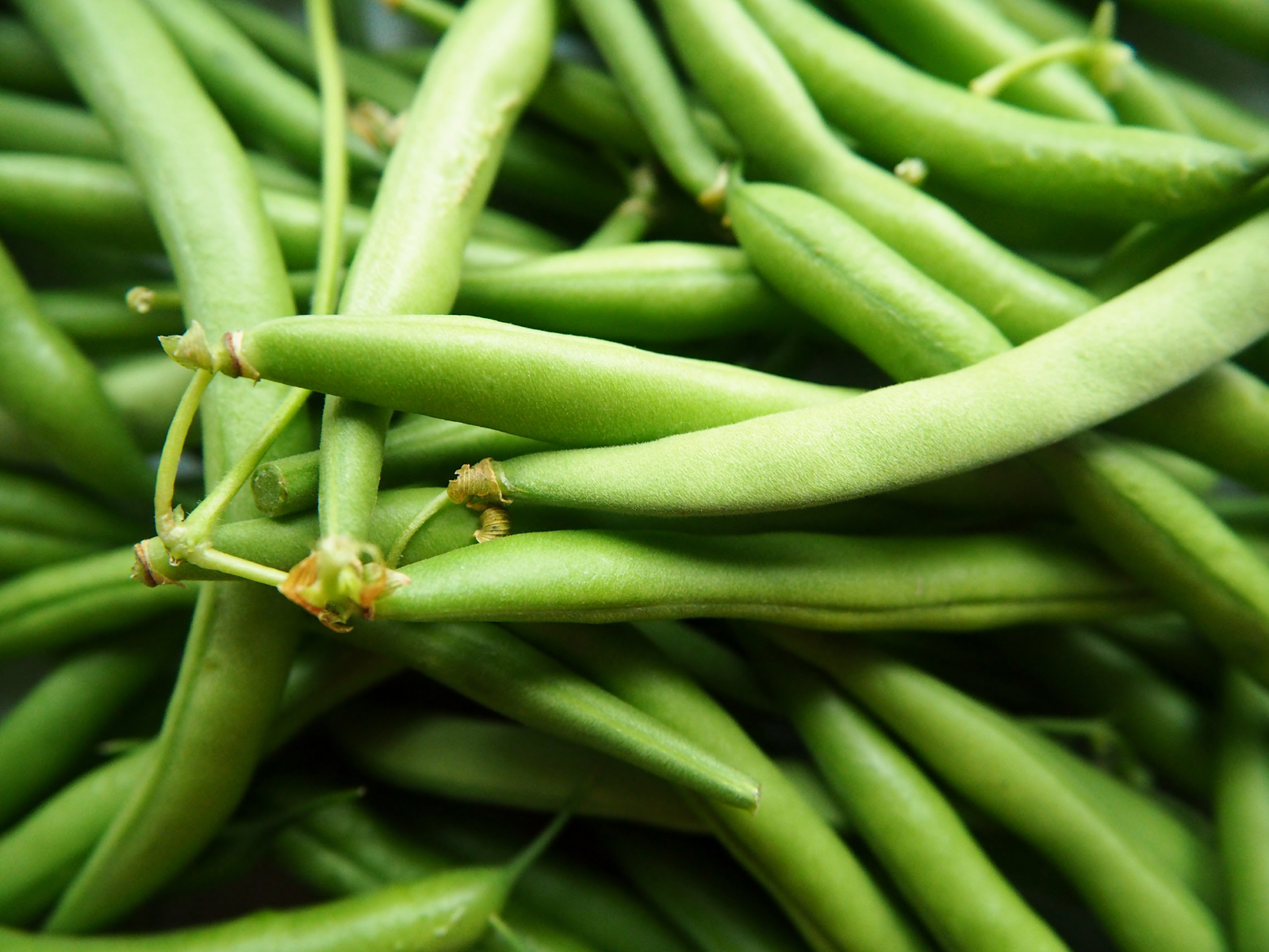 what can I grow now image of green beans