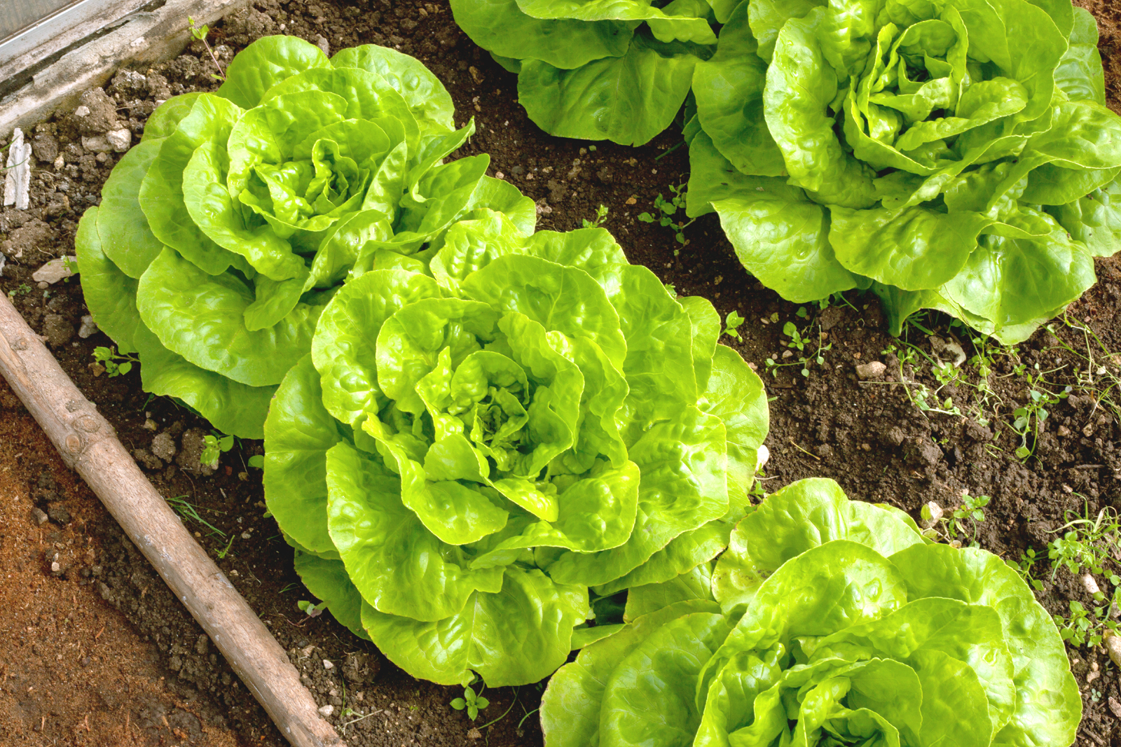 what can I grow now image of lettuce plants in a garden bed