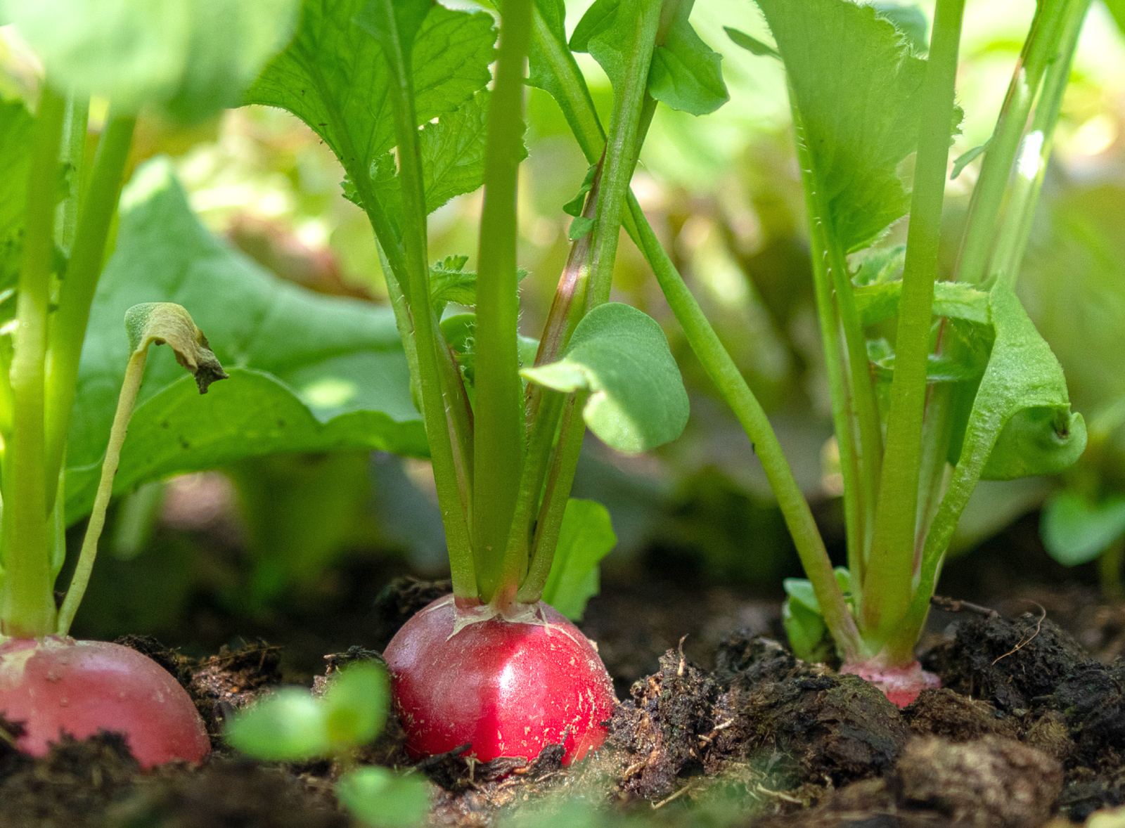 what can I grow now image of radish plants in soil