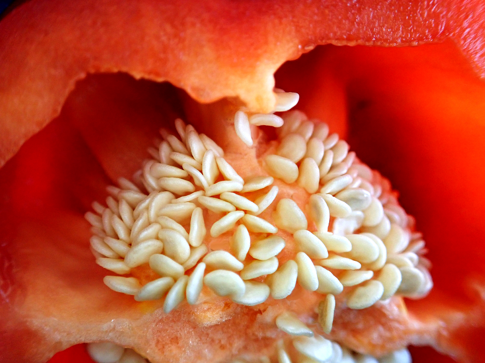seed saving getting something for nothing image of the inside of a red bell pepper showing the seeds