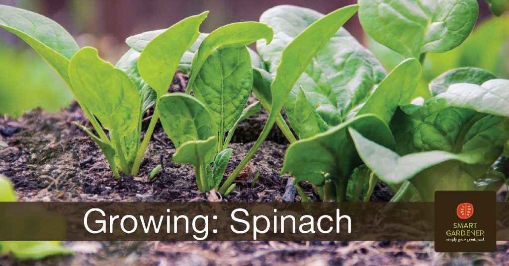 Tips for Growing Spinach - header