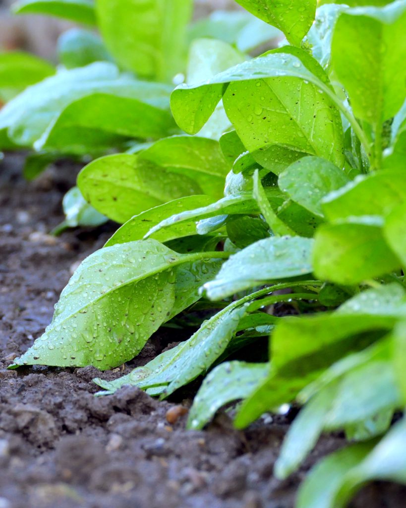 Tips for Growing Spinach - spinach in the garden