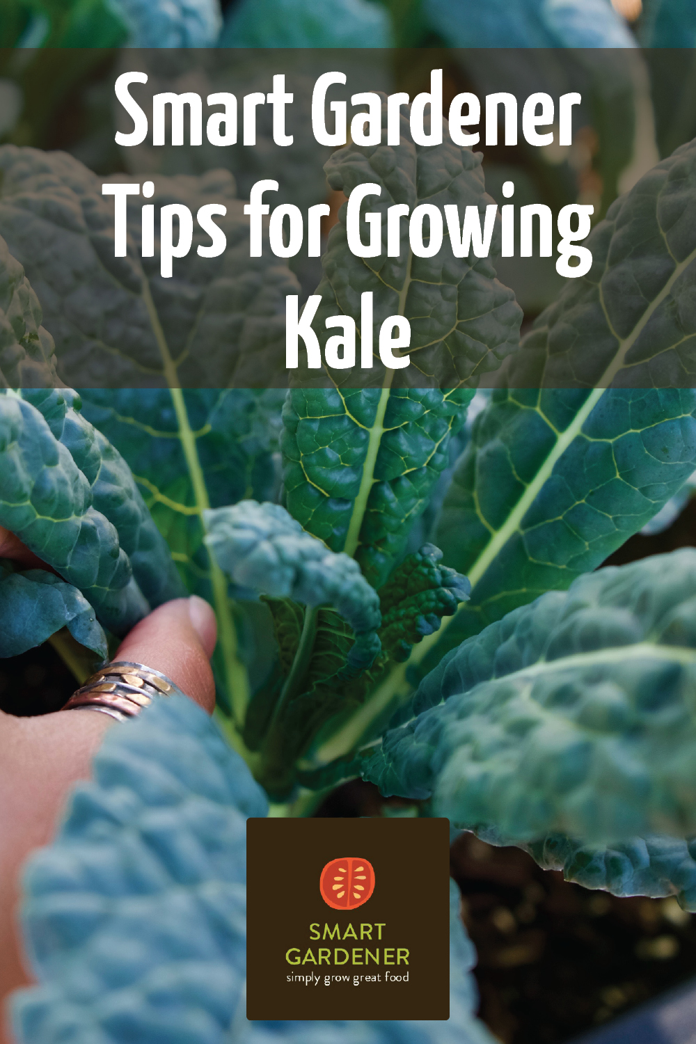 Smart Gardener Tips for Growing Kale