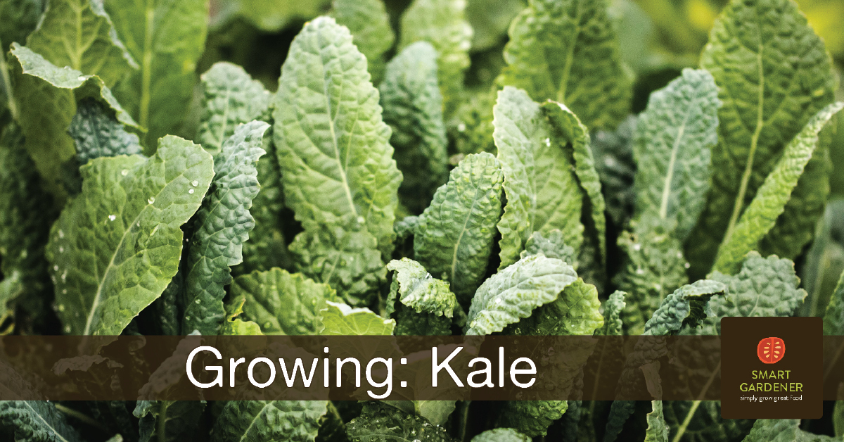 Growing Kale: Leaves of kale in a garden, with text "Growing: Kale" and the Smart Gardener logo