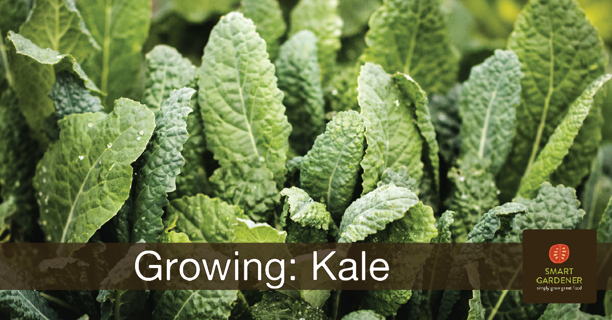 Smart Tips for Smart Tips for Growing Kale SmartGardener Blog