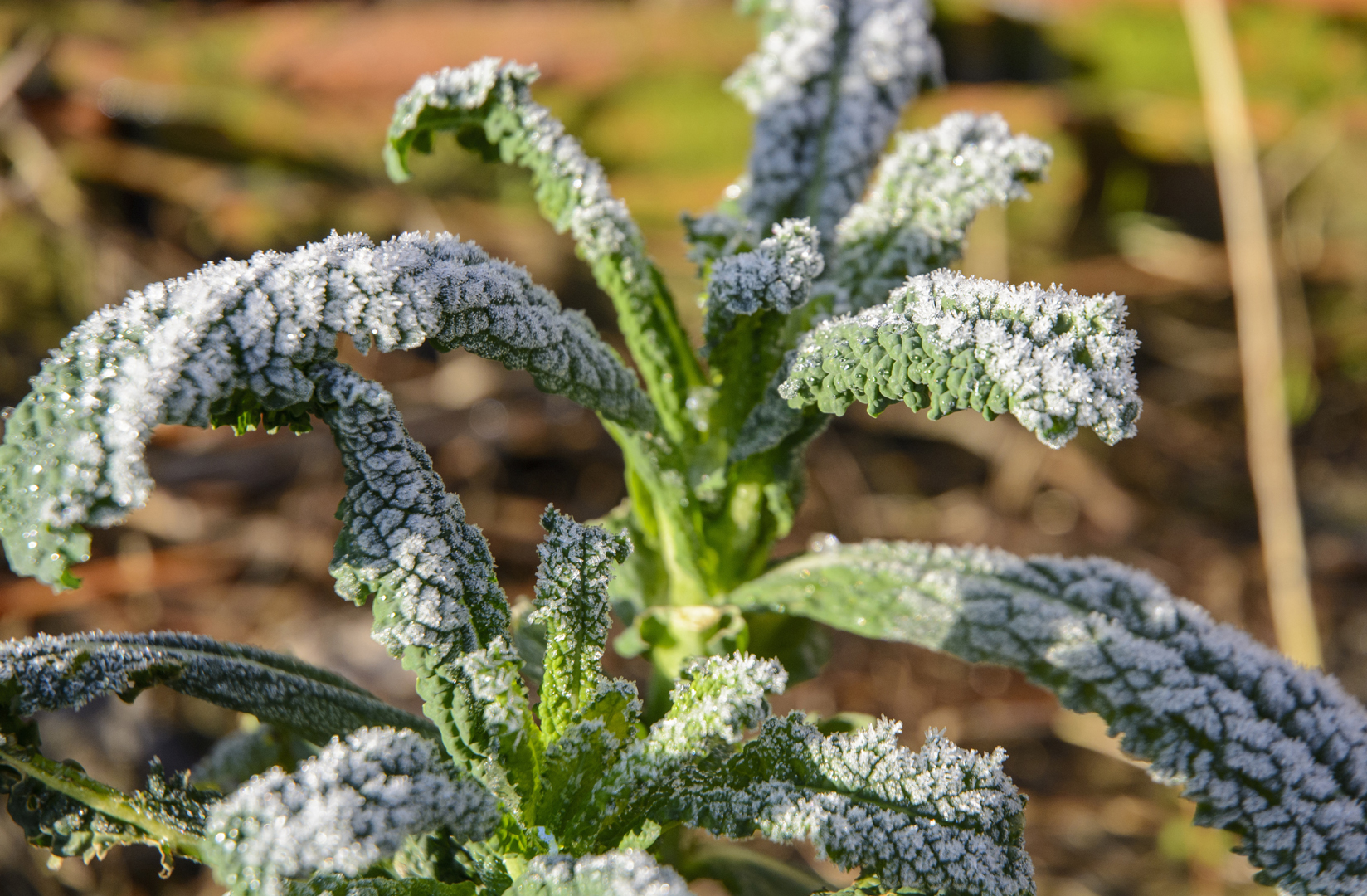 Growing Kale: Portuguese kale plants in the garden, covered with frost