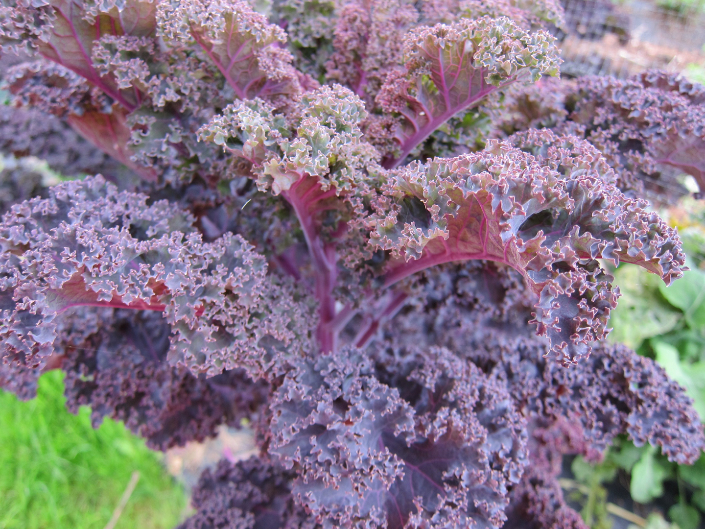 Growing Kale: purple/red curly kale in a garden