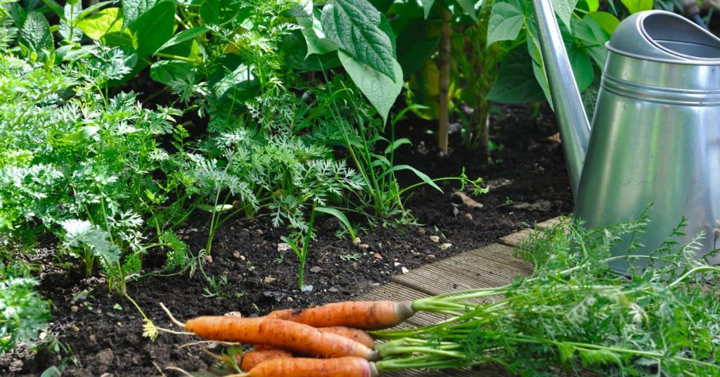 carrots and peas or beans growing in the soil, with a metal watering can, and several harvested carrots in the foreground