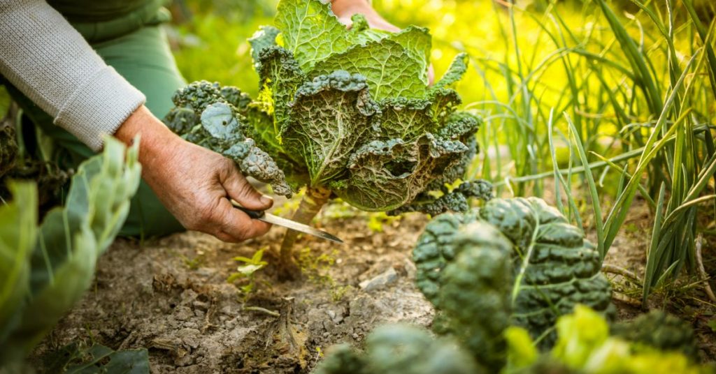 someone using a knife to cut a cabbage head from its stem, leaving the roots in the soil