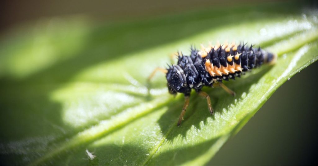 a ladybug nymph walking on a leaf