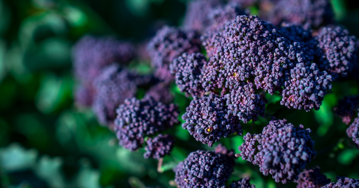 Smart Tips for Growing Broccoli