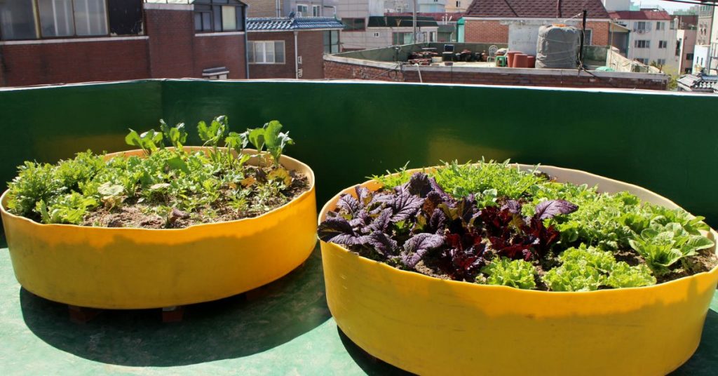 two large yellow circular containers with different vegetable plants growing in them, on a rooftop looking out at other buildings