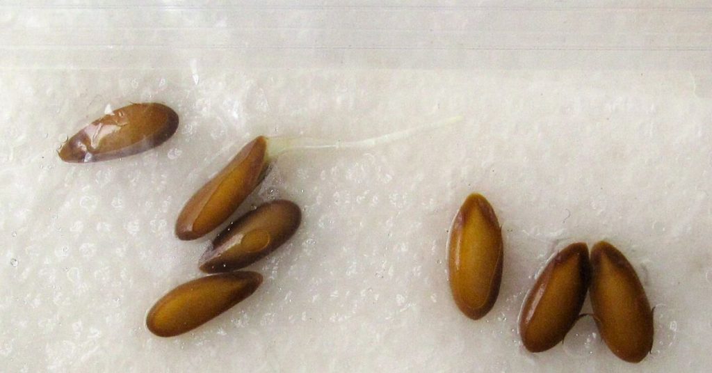 cantaloupe seeds on a damp paper towel inside a plastic bag to test if they sprout