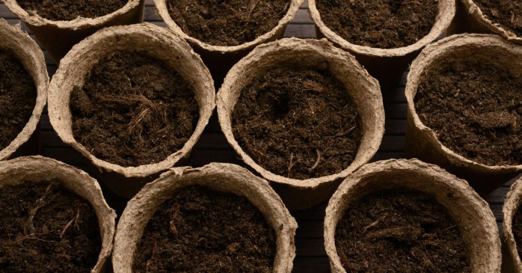 compostable pots for seed starting, with potting soil