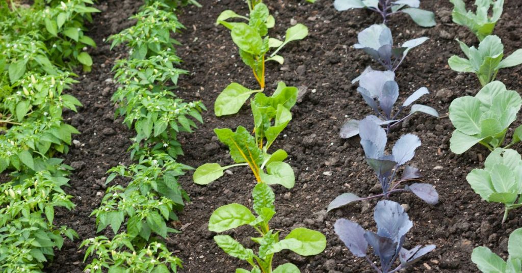 garden bed with different plants growing in rows