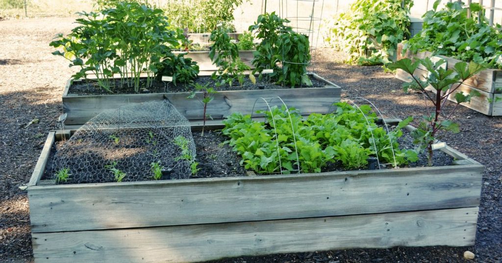 raised bed gardens with greens and other vegetables growing
